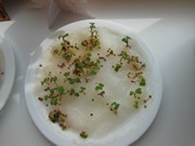 Rychlíme semínka a pozorujeme